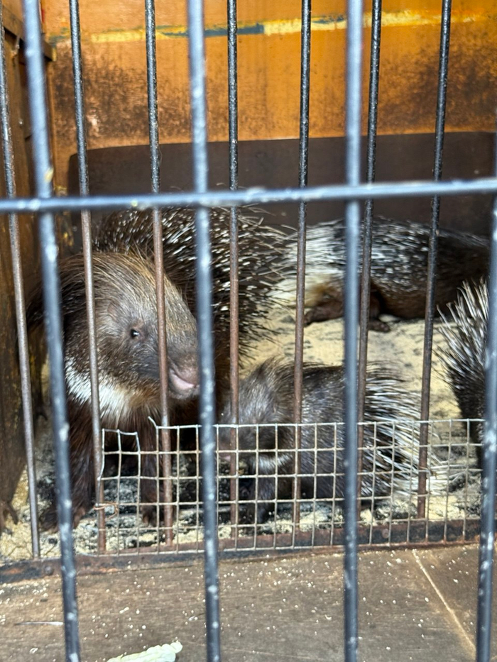 Семья дикообразов также страдает от множества мух и с детенышем живут в крохотной клетке. Воды и еды у них в клетке я не нашел.