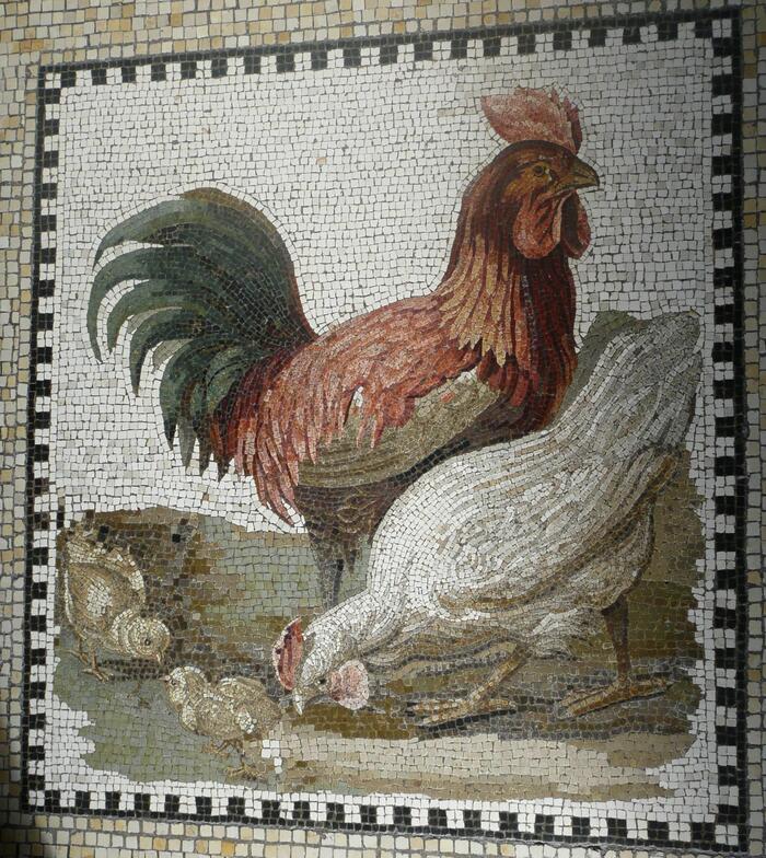 Мозаика II века до н. э. из Александрии (Египет), с изображением петуха, курицы и цыплят – символов семьи. В настоящее время находится на вилле Керилос во Франции.