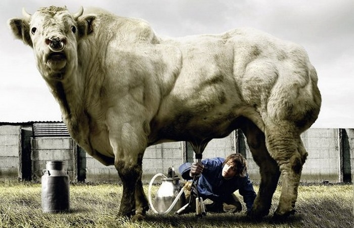 Быков-осеменителей в своём роде тоже доят...