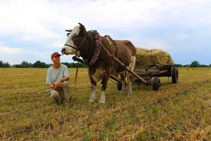 Быки-осеменители не работают в полях. Для этого они слишком темпераментны. Именно поэтому волов и кастрируют — так они становятся более покладистыми.