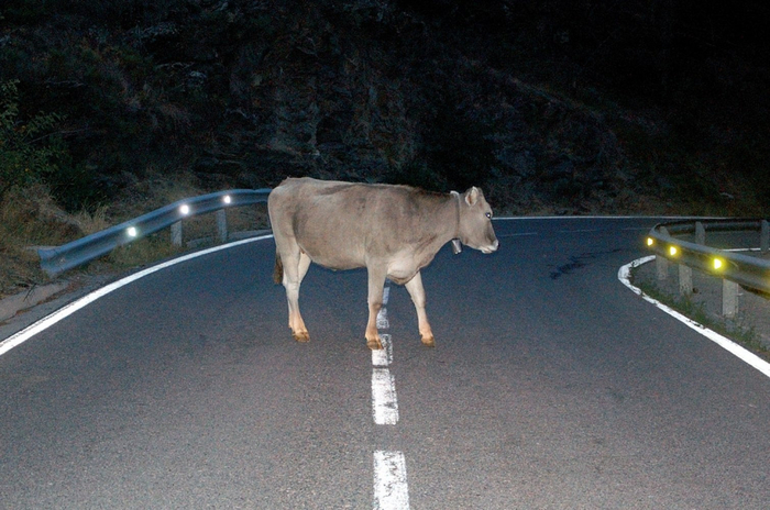 Одни называют меня домашним быком. Вторые — тёлкой. Третьи — коровой... Да кто я, наконец, такой?!