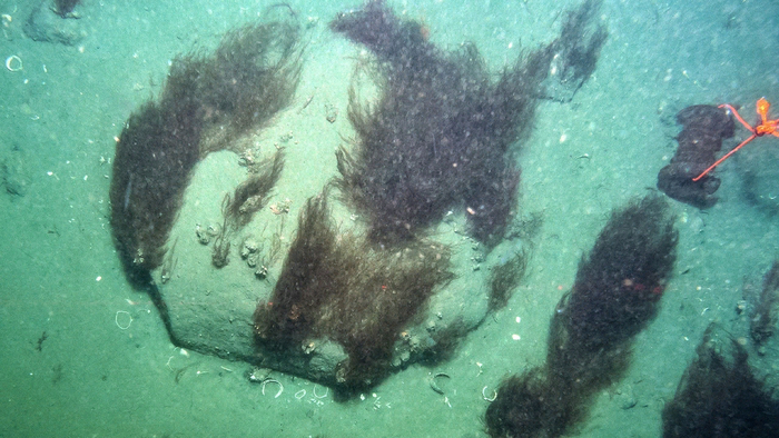 Фотография, полученная учёными на глубине в 166 м.