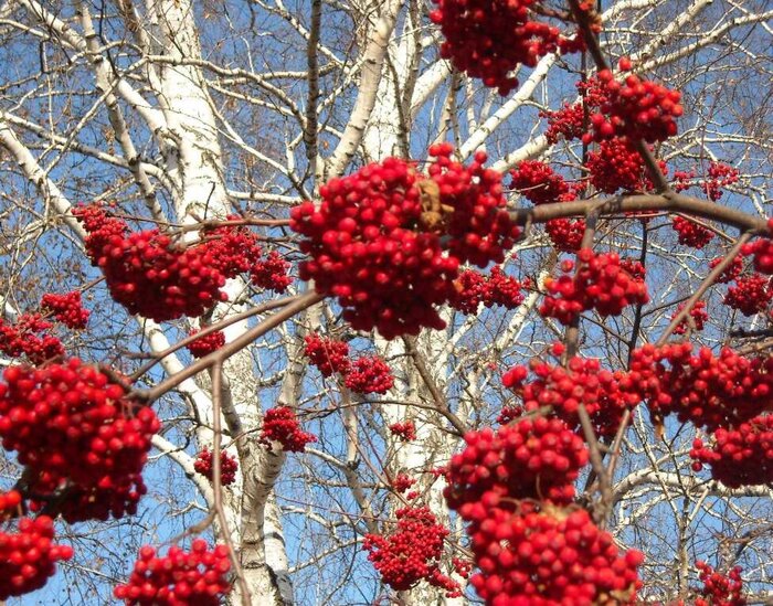 Это, конечно, не та самая рябина, под которой герой рассказа провел несколько дней, но наверняка очень похожая
