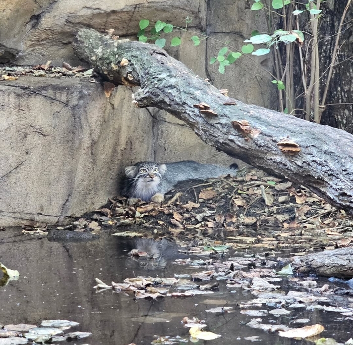 Охлаждается у воды