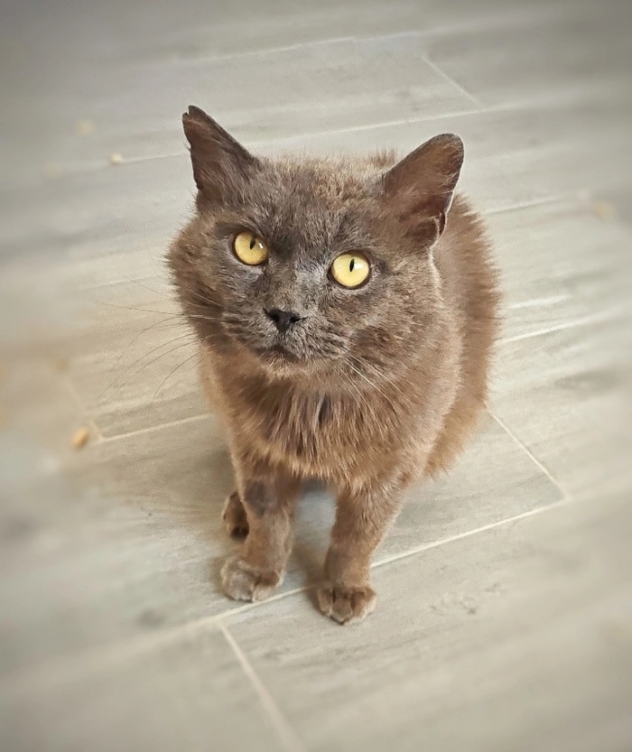 АЛИК ищет дом. Находится в Липецкой области. Возможна доставка по России