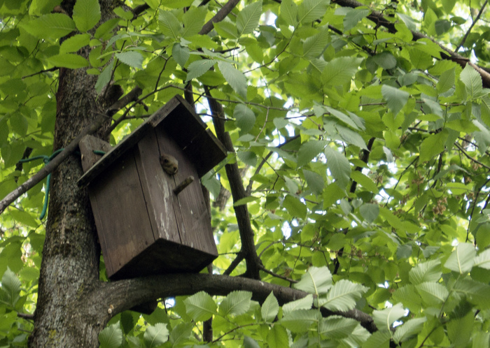 ������ ���� ����� ������