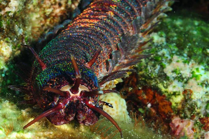 В спокойном состоянии червь выглядит ещё страшнее...