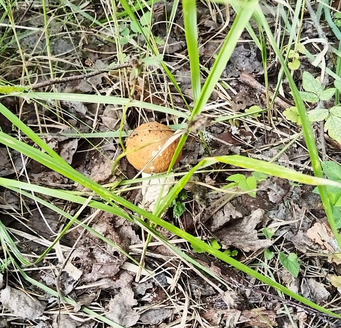 ������� ���