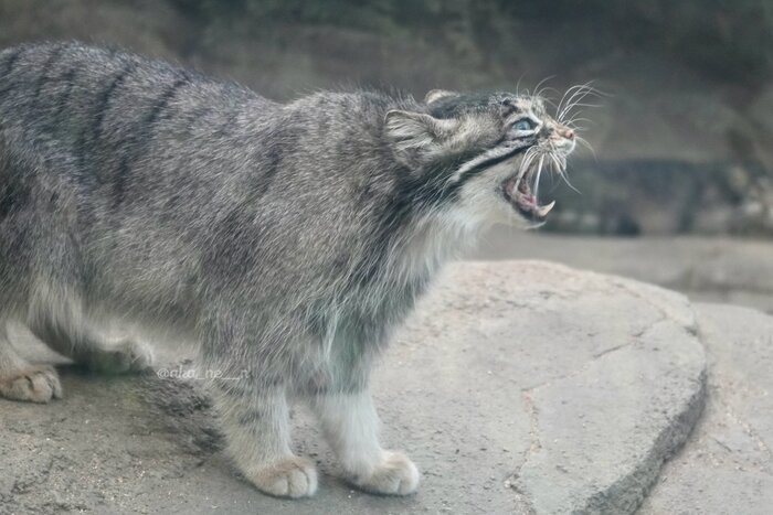       ?!!!  ,  ,  , ,  , , 
