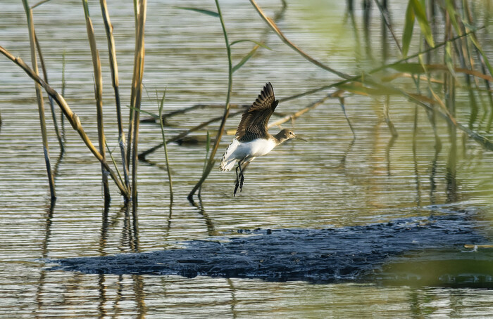 Успел Фотоохота, Природа России, Птицы, Хобби, Природа, Дикая природа, ЛНР, Донбасс