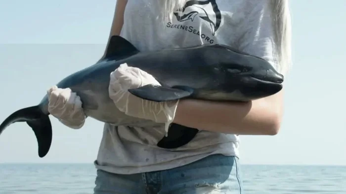 Что за мини-киты заплывают в русло Дона. Их регулярно видят в Ростове Дон, Река, Животные, Дикие животные, Водоем, Морская свинка, Яндекс Дзен, Яндекс Дзен (ссылка), Длиннопост Что за мини-киты заплывают в русло Дона. Их регулярно видят в Ростове Дон, Река, Животные, Дикие животные, Водоем, Морская свинка, Яндекс Дзен, Яндекс Дзен (ссылка), Длиннопост