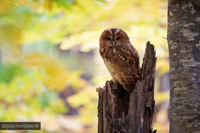 Возмущению совы нет предела )