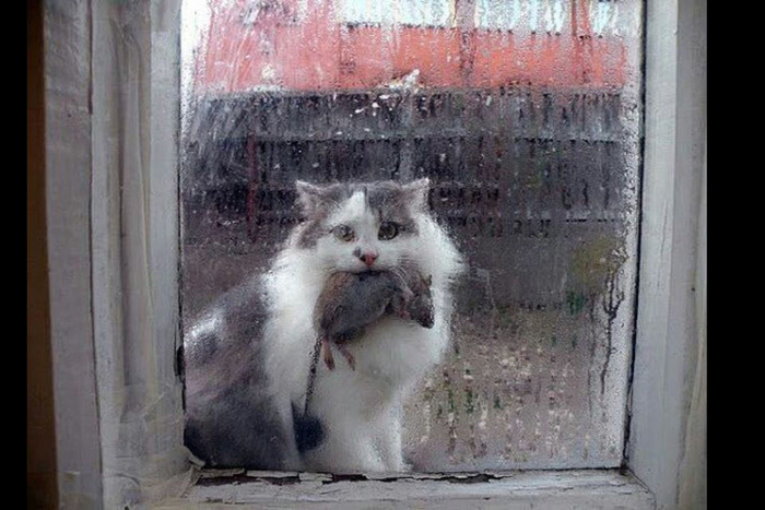       ,    , , , , ,  ,  ,   ()