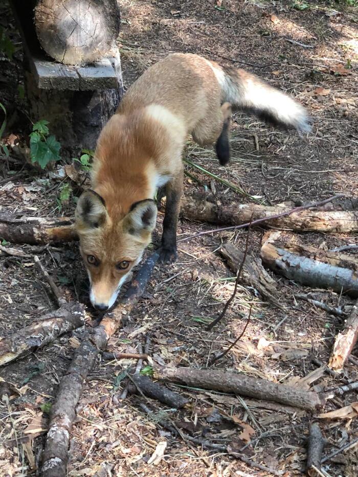 Вот так спишь в лесу в палатке, а утром тебя встречает лисичка