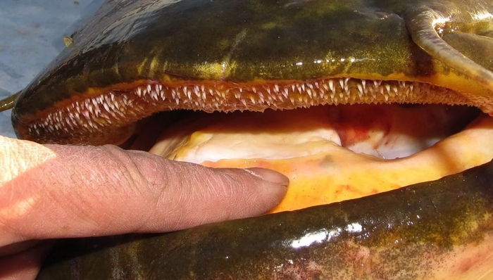 Такими зубками ногу точно не оттяпаешь. Только почешешь.