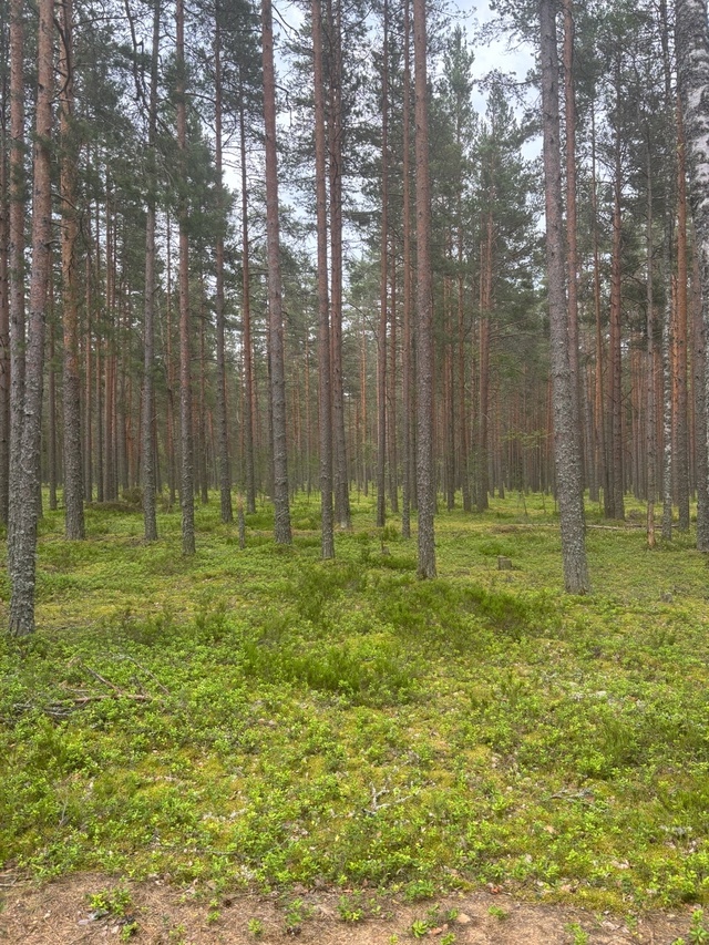 Лесок перед началом экотропы