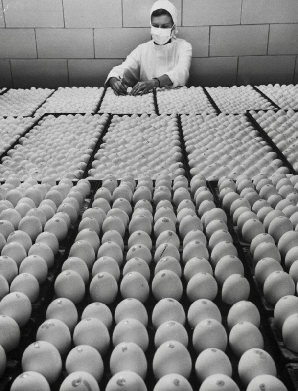    ,   Merck Sharp and Dohme  -, , 1957 .