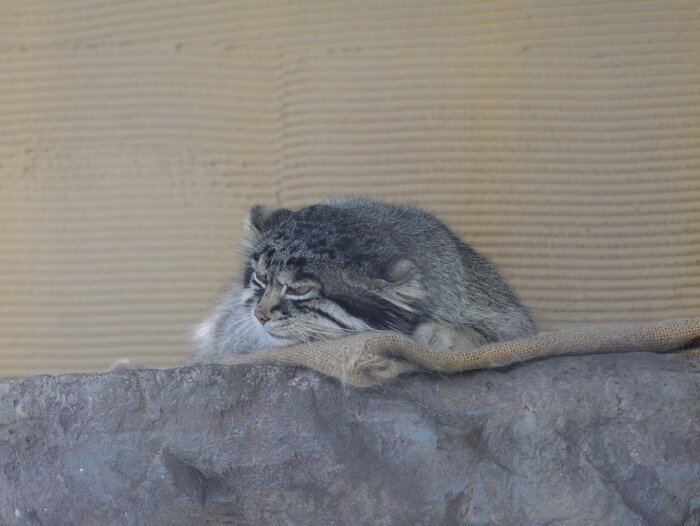 Долёживаю последние минутки в уютной кроватке...