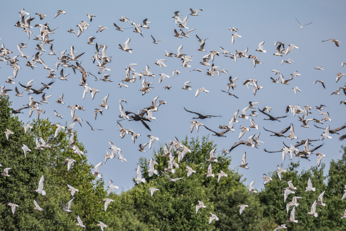 Чайки, а среди них — журавли