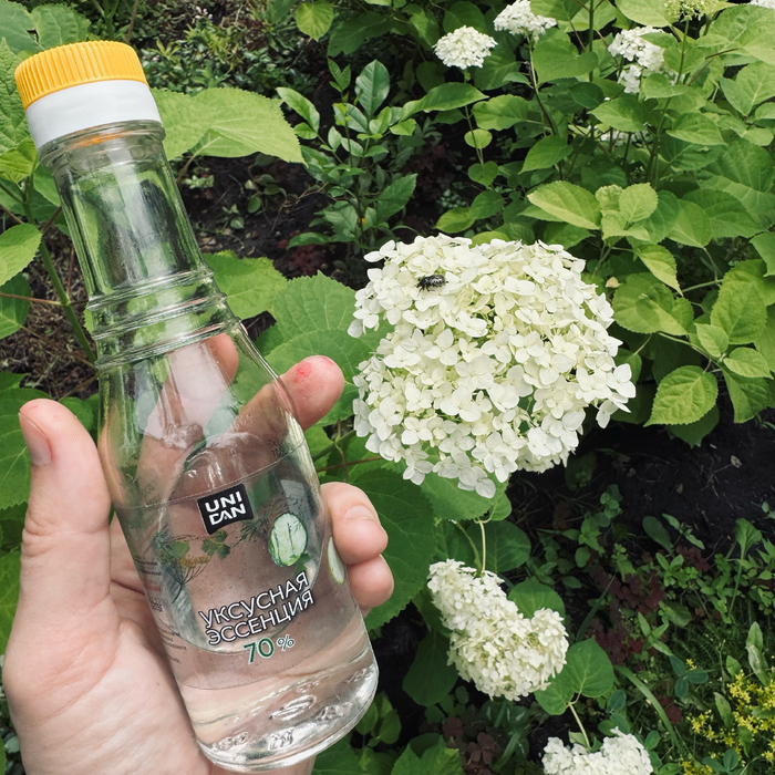 Проверяю кислотность земли с помощью уксуса