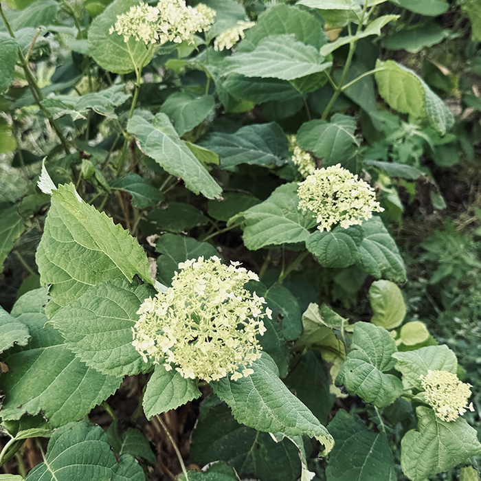 Вот такие скуденькие цветы были у меня раньше