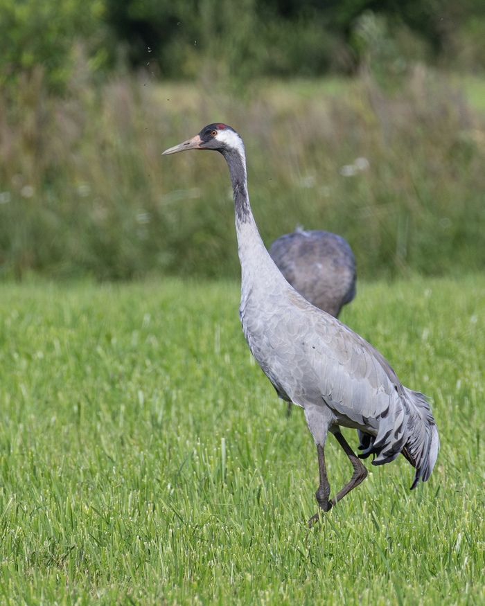 Очень горжусь, что мне удалось все-таки сфотографировать журавля достаточно близко