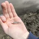 ����� ����� ������ ���� �����������