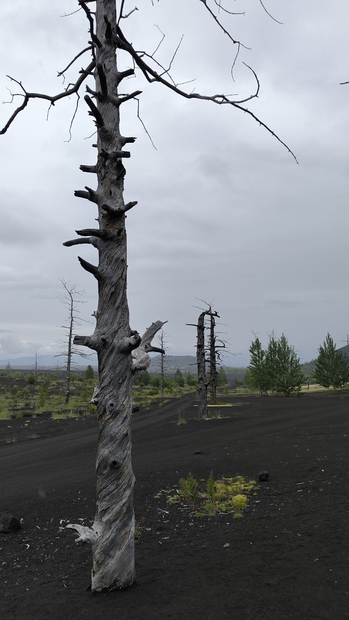 Часть деревьев почему-то перекручена. Гиды говорят это из-за температуры в момент извержения.