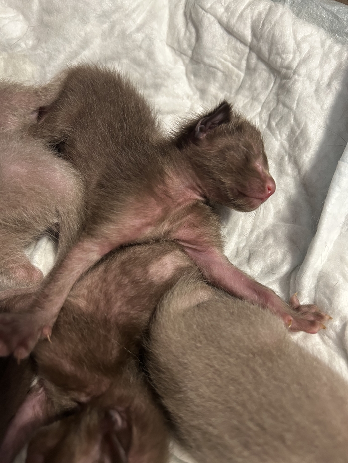 У младенческого возраста ориков короткие уши и мордочка