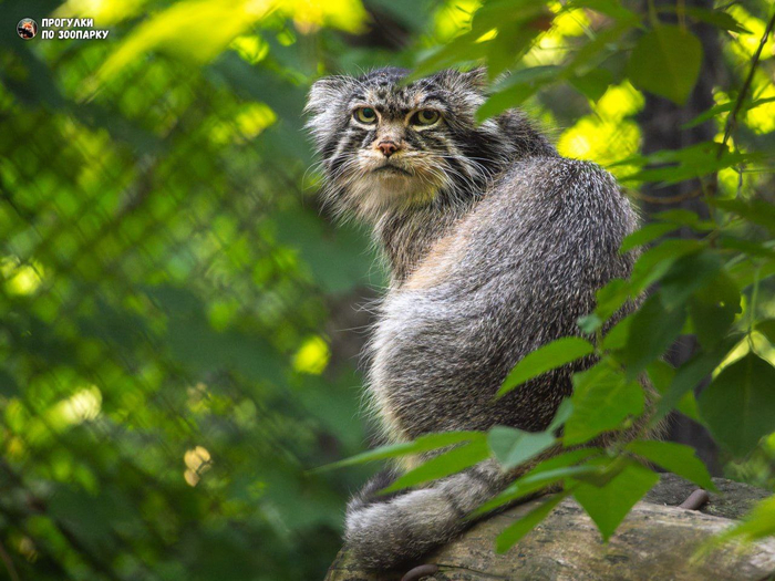 Брат символа Московского зоопарка
