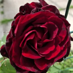 LadyRose1