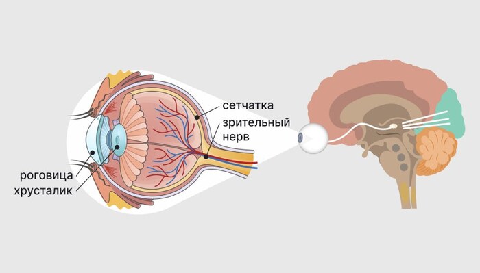 глаза улавливают визуальную информацию, а расшифровывает её мозг. Приступы макропсии связаны с нарушениями в этом процессе
