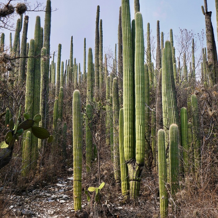 "Мир разума"