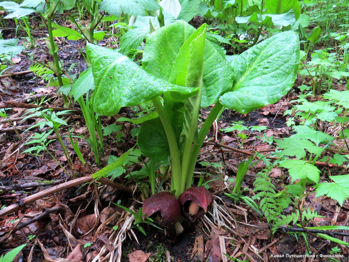 Связноплодник почколистный (симплокарпус почколистный) цветет на седьмой год, живет до тридцати лет.