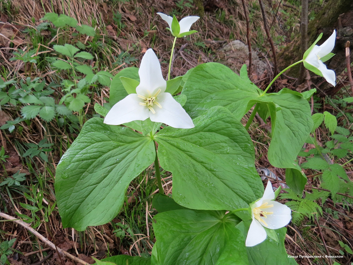 Триллиум камчатский.