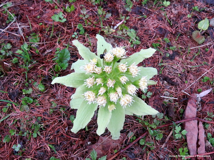 Молодой белокопытник широкий.