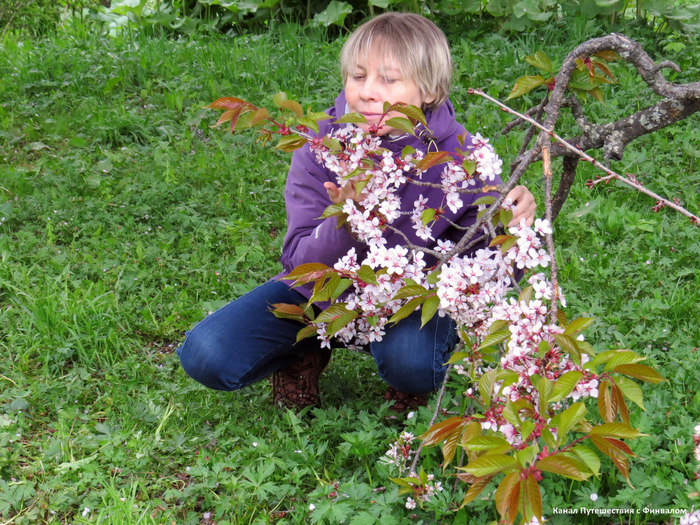 Местная сакура (вишня Саржента)в этом году к 27 мая почти отцвела. Задержались в цветении лишь отдельные деревья или поврежденные ветви.