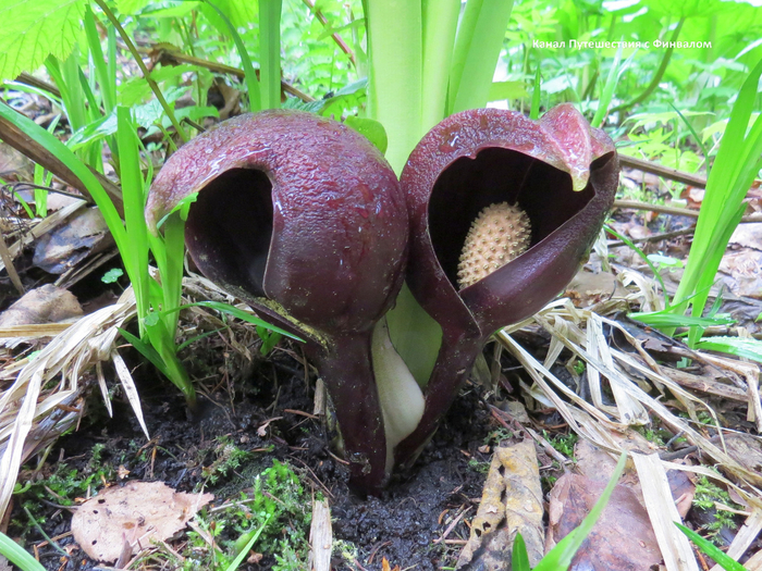 Соцветие початок под тёмно-фиолетовым покрывалом.