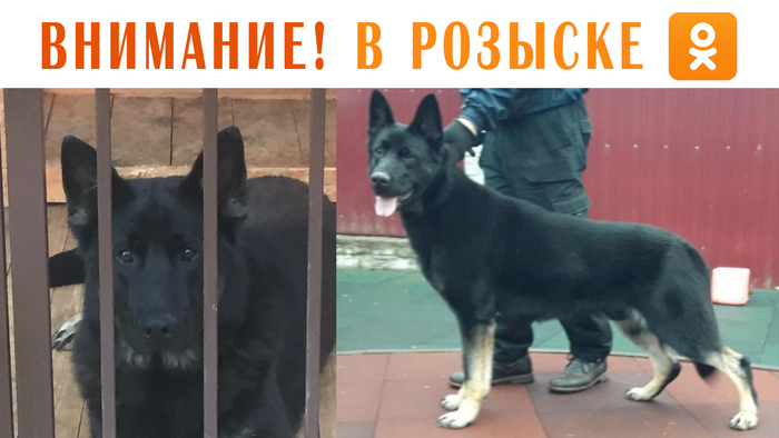 Восточно Европейская Овчарка пропала в районе Санкт-Петербурга