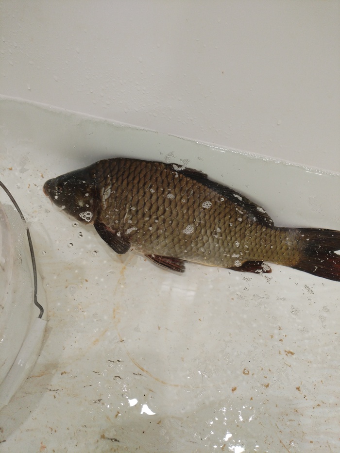 И теперь карп сидит у меня в ванне, и мне негде мыться.