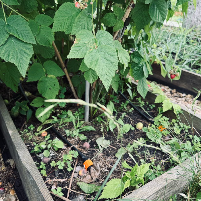 Капельный полив в малине