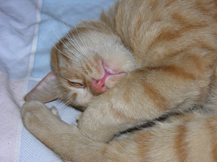 Сплю-сплю, но подглядываю