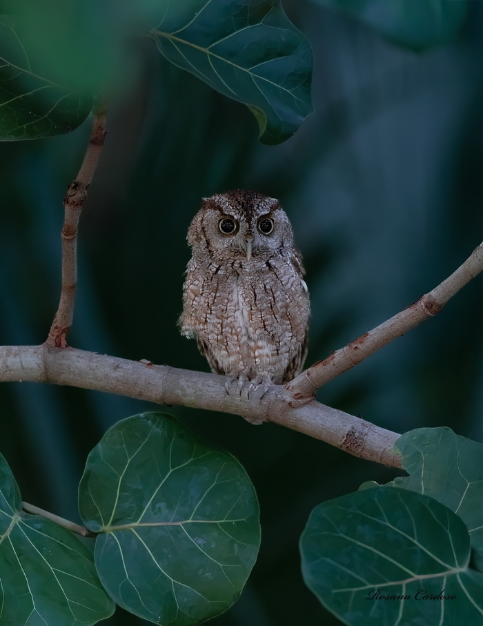 -  , ,    ,      ...