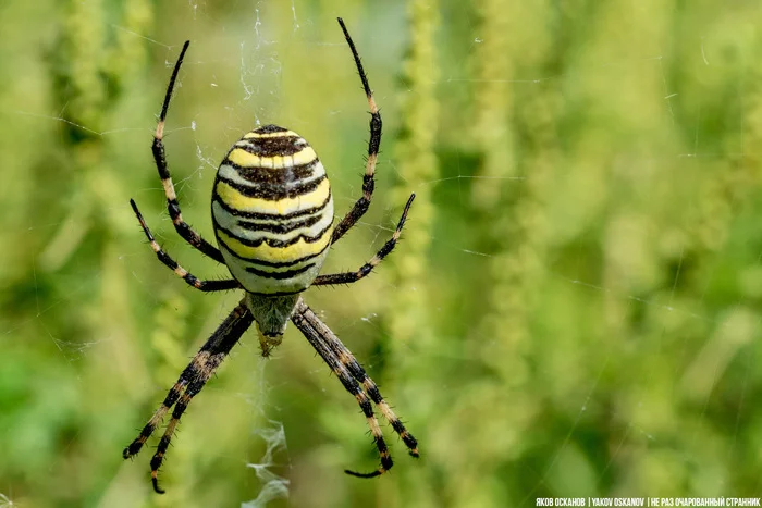 Паук-оса: самый страшный паук России, который знает как выжить после спаривания с женой В мире животных, Редкий вид, Животные, Биология, Паук, Членистоногие, Макросъемка, Дикая природа, Природа России, Длиннопост