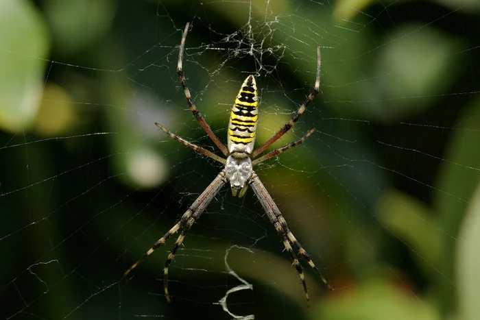 Паук-оса: самый страшный паук России, который знает как выжить после спаривания с женой В мире животных, Редкий вид, Животные, Биология, Паук, Членистоногие, Макросъемка, Дикая природа, Природа России, Длиннопост