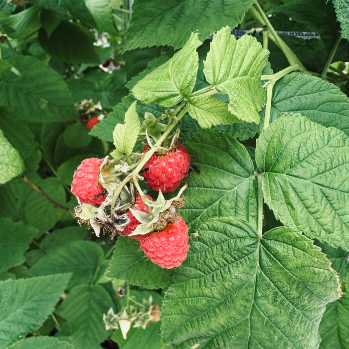 ������� �� ������