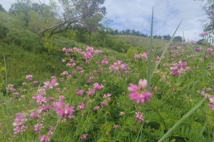 На маршруте Жигулевск – Яблоневый Овраг