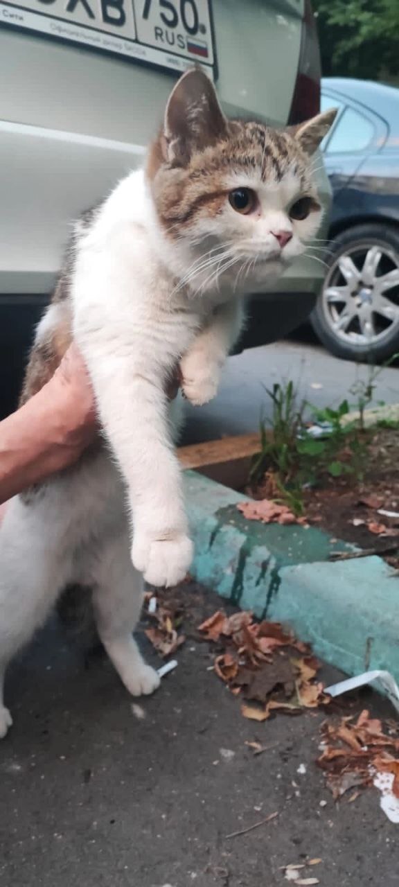 Замечен(а) кошка