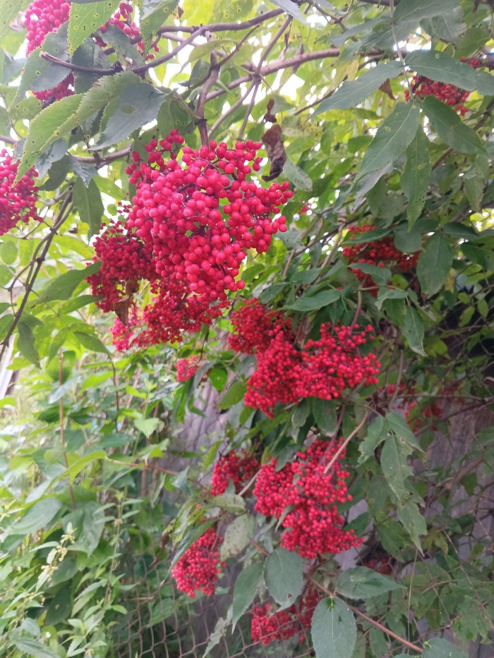    , , , , , 