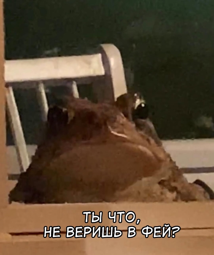  ,     , , , , It Is Wednesday My Dudes, , Toby toad